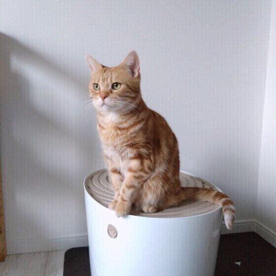 トイレに乗るアメリカンショートヘア