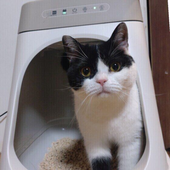 トイレに入るスコティッシュフォールド