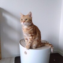 【調査】猫のトイレトレーニングがうまくいかない理由とは？　獣医師が教える「見直すべきポイント」