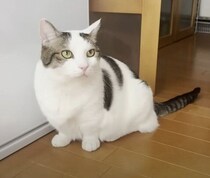 深夜におやつを盗み食いした犯猫は誰！？　その後の“事情聴取”で主犯格があっさり判明する