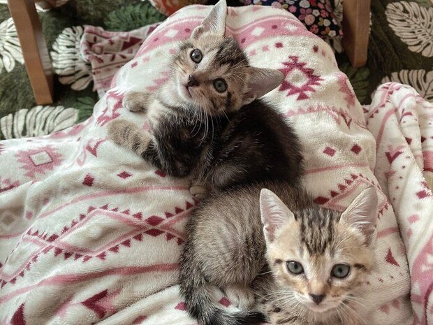 保護後1週間経った頃の2匹の様子　保護した日は“世界猫の日”だったそうで、ステキなご縁を感じたのだとか