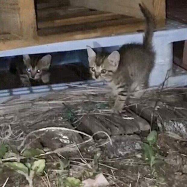 保護時の様子　おやつにつられて出てきたナラちゃんとなかなか出てこないシンバくん