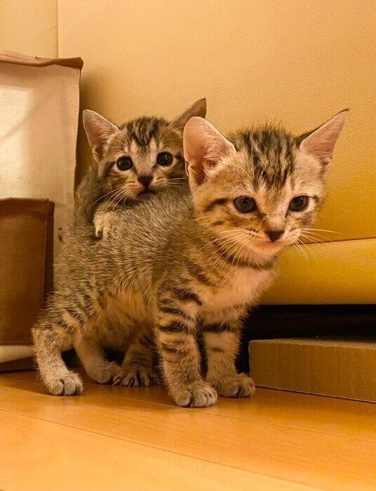 飼い主さん宅にやって来たばかりの様子　お気に入りの1枚だそう