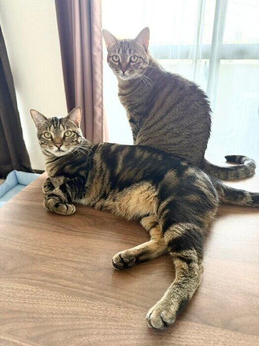 成長後もかわいすぎる　飼い主さんご家族に愛されすくすくと育った2匹