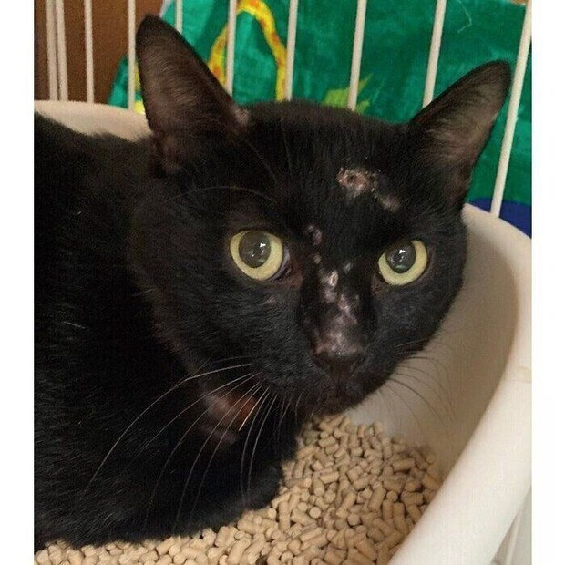 保護当時のムーンくん。