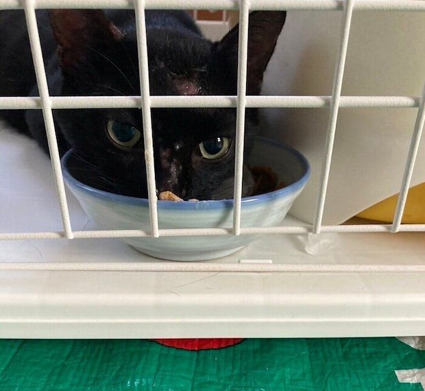 ゴハンを食べるムーンくん。