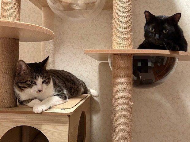 新入り猫・こたつくんとムーンくん。