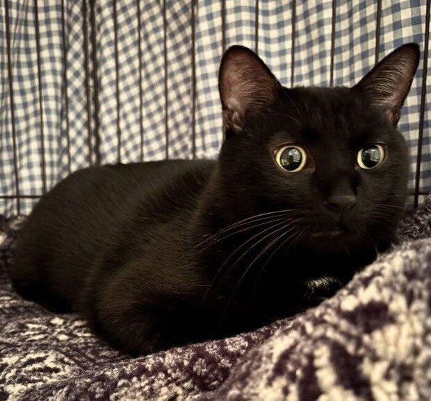 まったりするムーンくん。