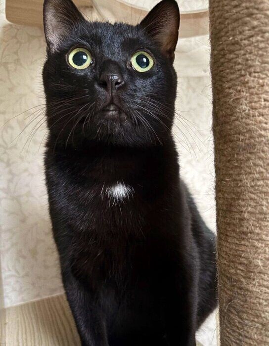 現在のムーンくん。