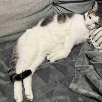 誰よりも早く暖をとる猫　「温かくしてリラックスしたい」気持ちがあるか獣医師に聞いてみた