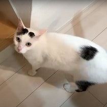 就寝時間になってもおしゃべりが止まらない猫 → のちの展開にクスッ