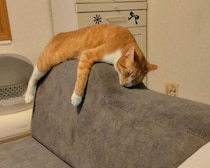 ソファの背もたれで“とろける猫”が可愛すぎ！　自由な寝相と熟睡っぷりが癒しの光景に