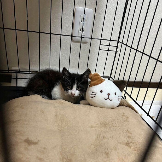 お迎えした当時のもずくくん