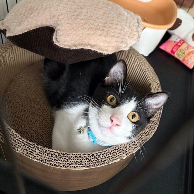 クッションを背負うもずくくん