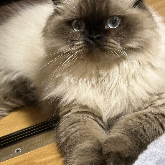 ヒマラヤンのヒマワリちゃん