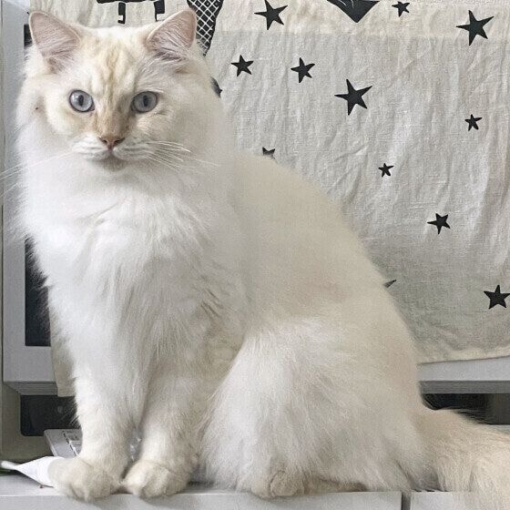 サイベリアンのアルくん