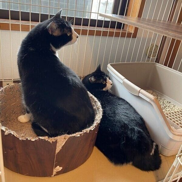 お迎え初日のしゃけくんとおかかくん。