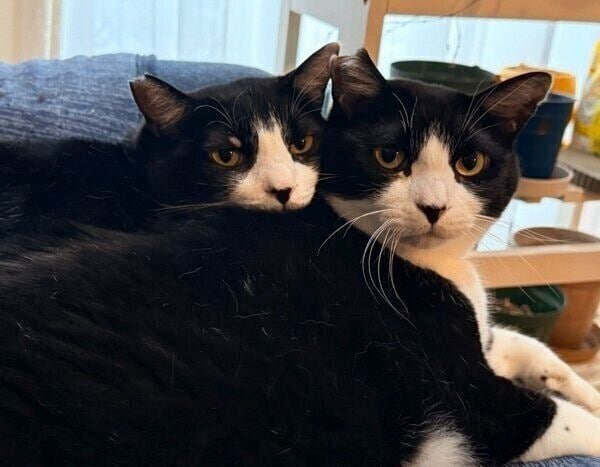 寄り添うしゃけくんとおかかくん。