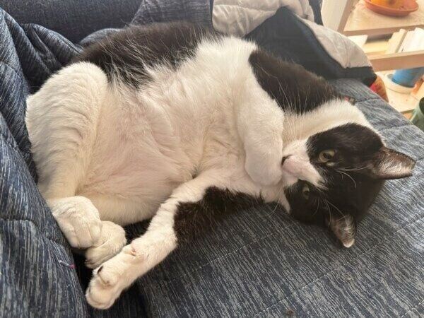 ソファで寝転がるしゃけくん。