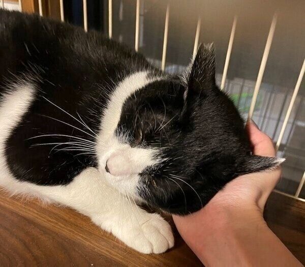 お迎え3日目でなでさせてくれたしゃけくん。