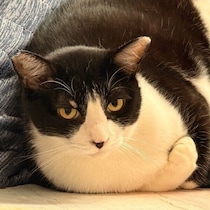 神妙な表情でフリーズする猫　“右のおてて”をよく見ると→「どうしてそうなった」なポーズにクスッ