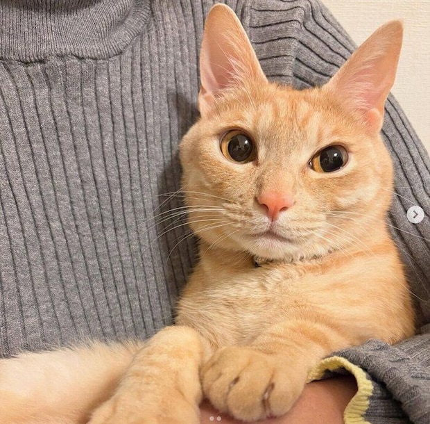 抱っこしてもらうぽっけくん