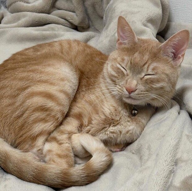 「うっとり寝顔」なぽっけくん