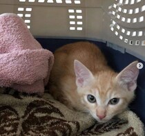 「早く安心して眠ってほしい」　不安そうだった保護子猫が3年後、甘えん坊な家族の一員に！