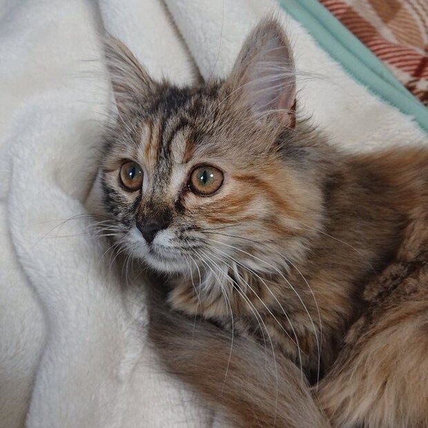 毛布の上でくつろぐサイベリアン