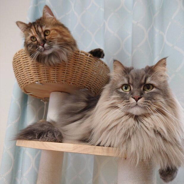 キャットタワー上の2匹のサイベリアン