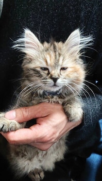 愛らしい「虚無の表情」で爪を切られていた生後4カ月の子猫→2年後、「脱力の表情」でまったりする姿も可愛い！