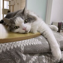 猫がこたつを好きな理由って？注意点もあわせて獣医師が解説