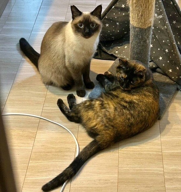 飼い主さんを見送るサラミちゃん、ナッツくん。