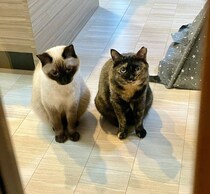扉の前で並んで待つ2匹の元保護猫　帰宅した飼い主を見つめる姿が健気すぎる