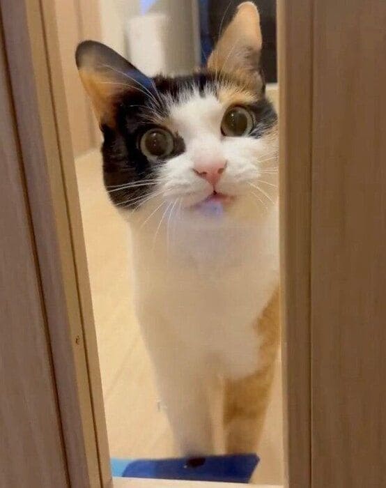 見つめるなっちゃん。