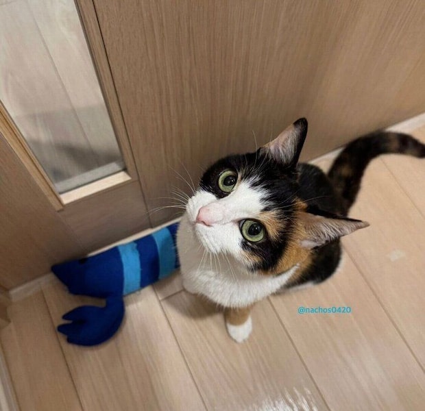 「扉開けてよ」とアピールするなっちゃん。