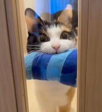 「ムームー」と鳴いて“青エビ”を運ぶ猫　ドアの前で健気に待つ姿が愛おしすぎる