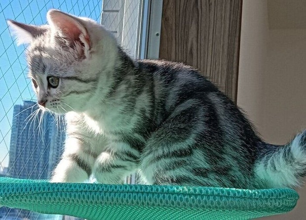 生後2カ月のアメリカンショートヘアの子猫