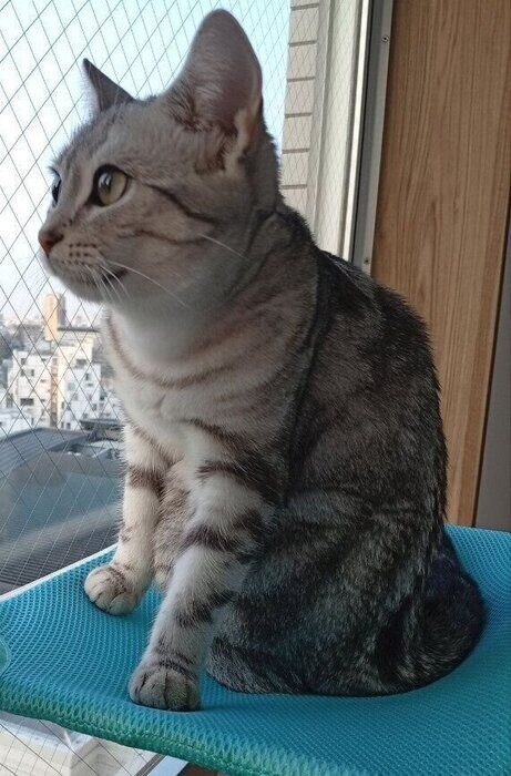 生後10カ月のアメリカンショートヘア