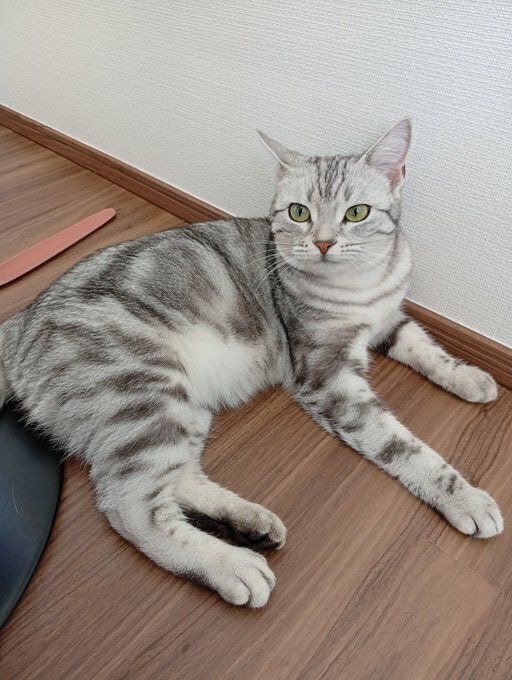 床でくつろぐアメリカンショートヘア