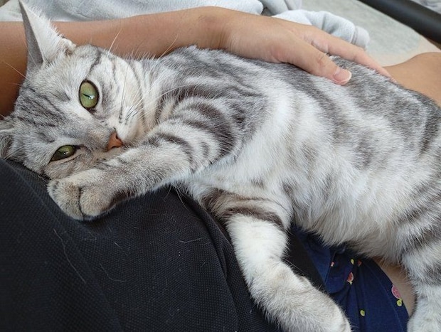 飼い主に甘えるアメリカンショートヘア