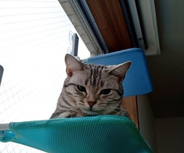 飼い主を見るアメリカンショートヘア