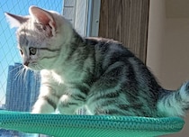 ハンモックに乗って窓の外を眺める子猫→すくすく成長した8カ月後も「お気に入りの場所や眺めは変わらない」成長ビフォーアフターにほっこり！