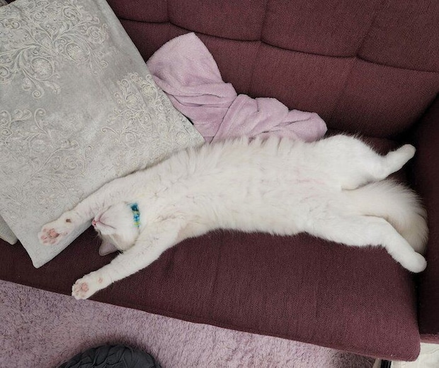 ソファの上で眠るアオくん