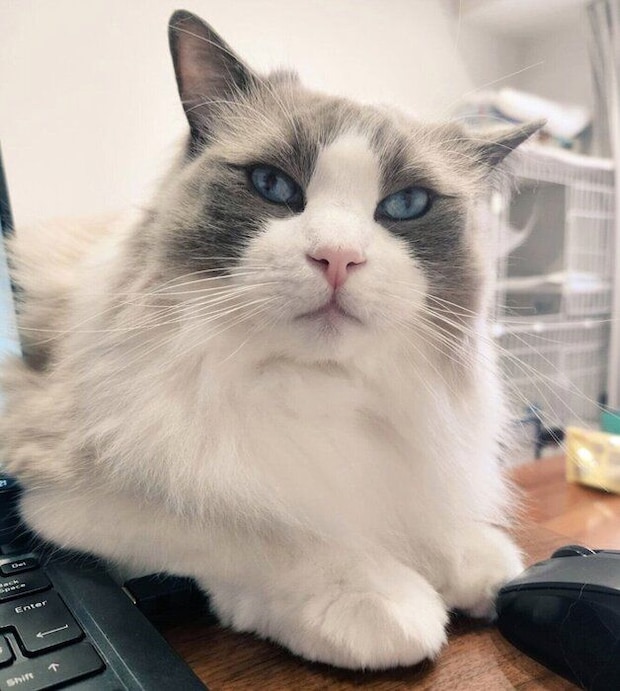 「俺にかまえ」と圧をかけるアオくん