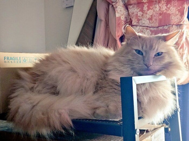 棚の上でくつろぐ5才のノルウェージャンフォレストキャット