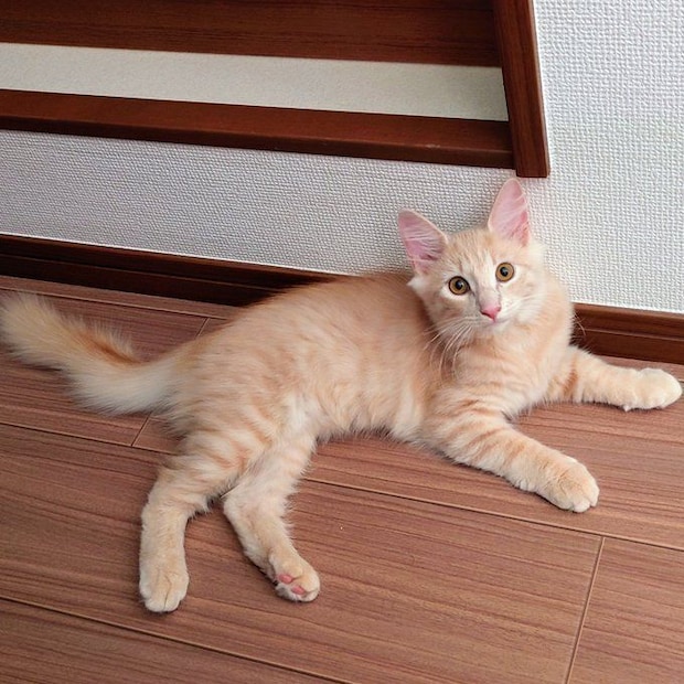 床でくつろぐノルウェージャンフォレストキャットの子猫