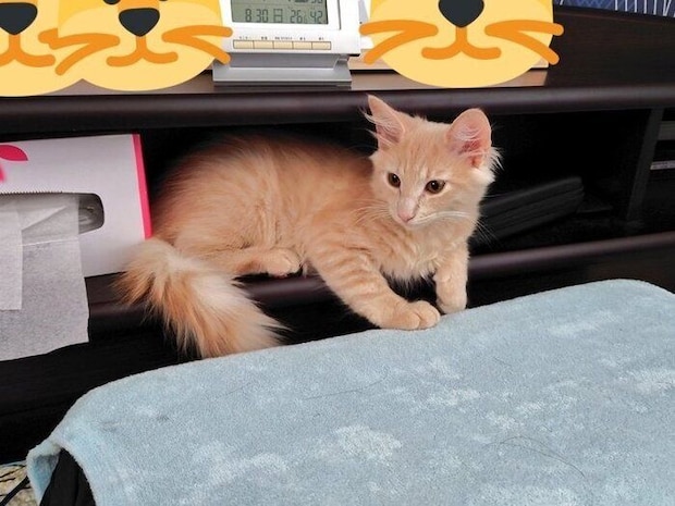 生後2カ月半のノルウェージャンフォレストキャットの子猫