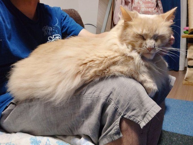 飼い主の膝の上でくつろぐノルウェージャンフォレストキャット