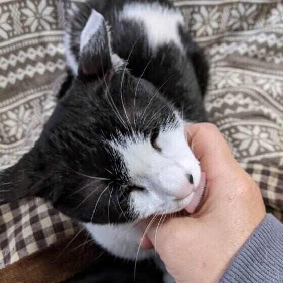 飼い主の手をなめる黒白猫